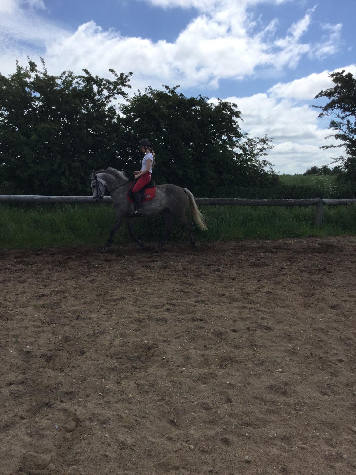 Anden særlig race Alfred (Maccoy) Min nye springpony<3 - D. 20 Juni 2015 FØRSTE gang jeg rider Maccoy hjemme<3 billede 16