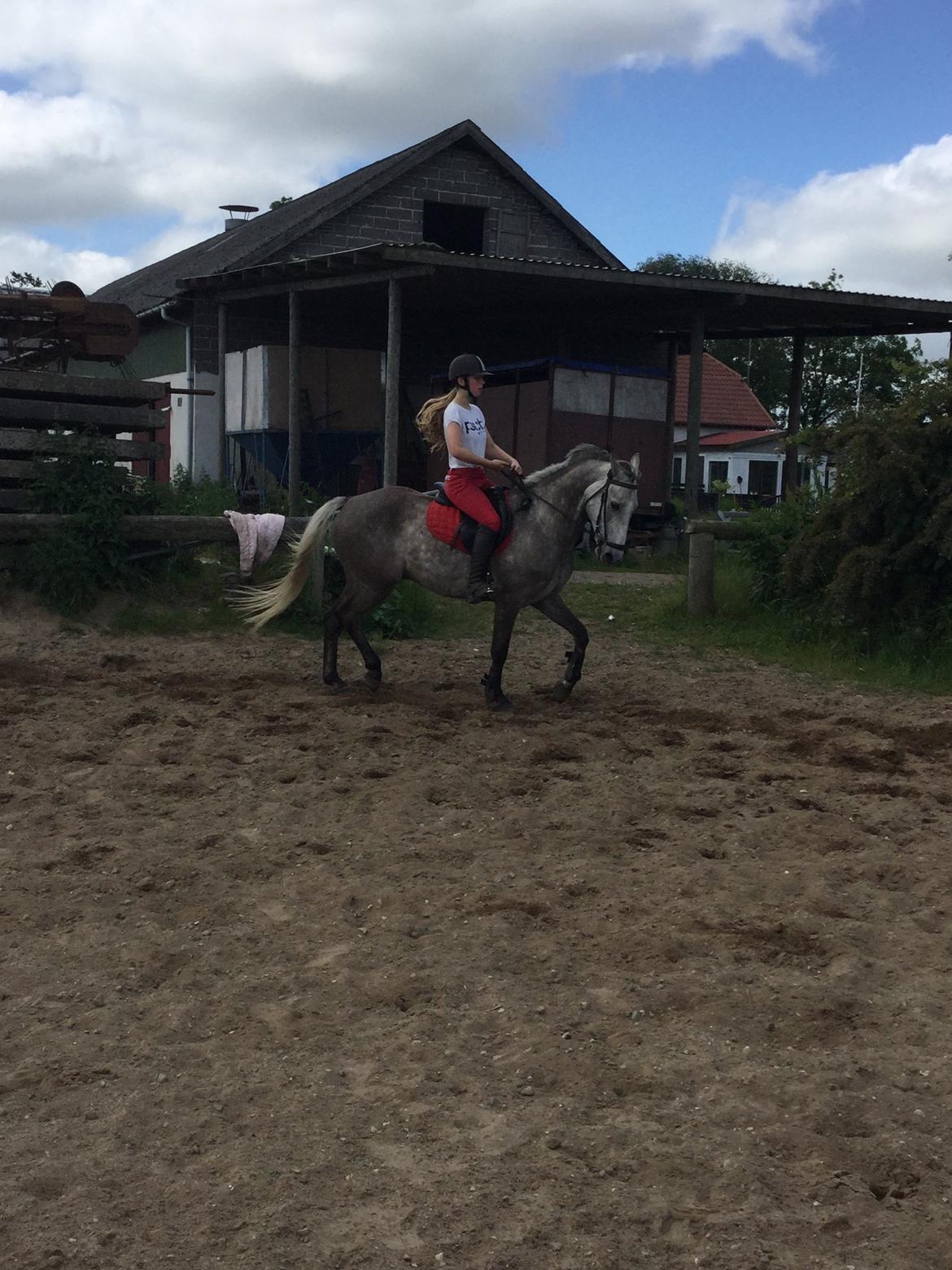 Anden særlig race Alfred (Maccoy) Min nye springpony<3 - D. 20 Juni 2015 FØRSTE gang jeg rider Maccoy hjemme<3 billede 17