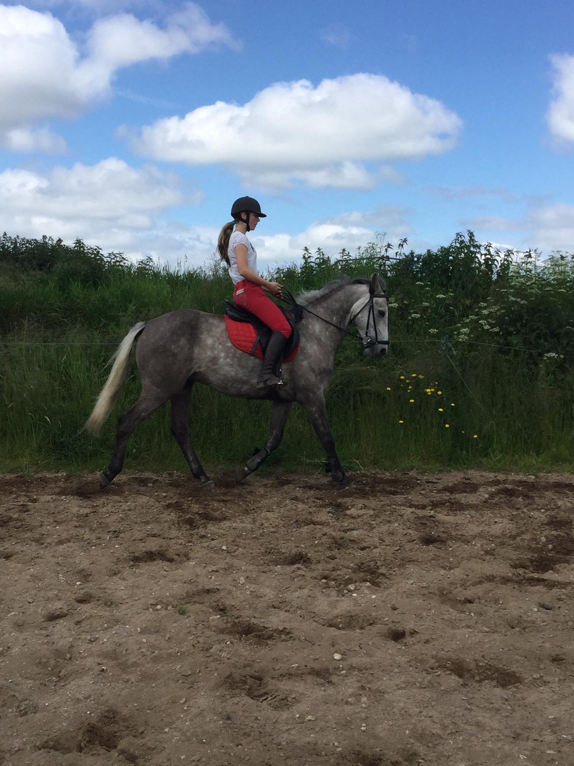 Anden særlig race Alfred (Maccoy) Min nye springpony<3 - D. 20 Juni 2015 FØRSTE gang jeg rider Maccoy hjemme<3 billede 18