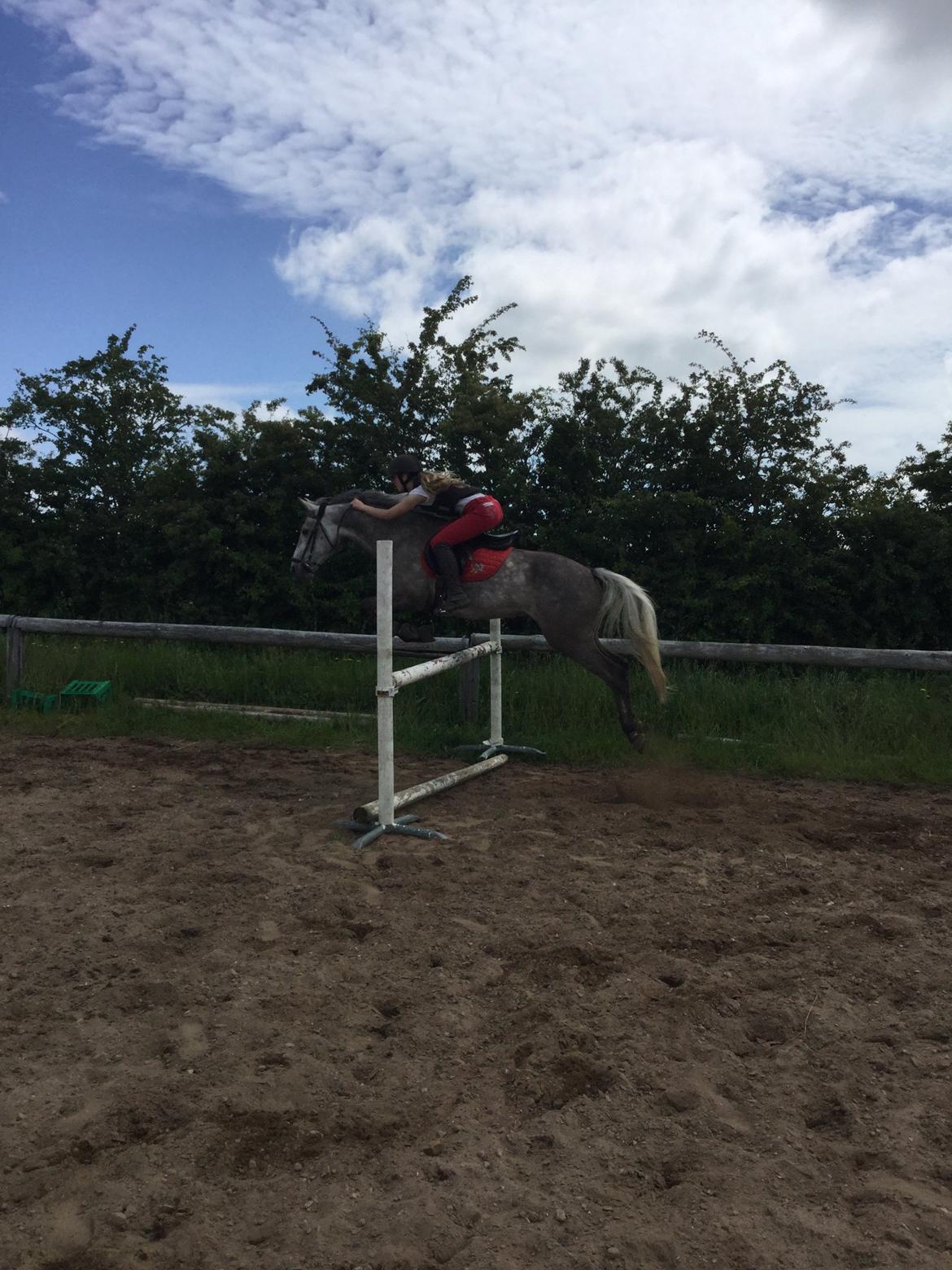 Anden særlig race Alfred (Maccoy) Min nye springpony<3 - Dagen efter vi hentede ham, sprang vi lige 100cm UDEN problemer<3 billede 6