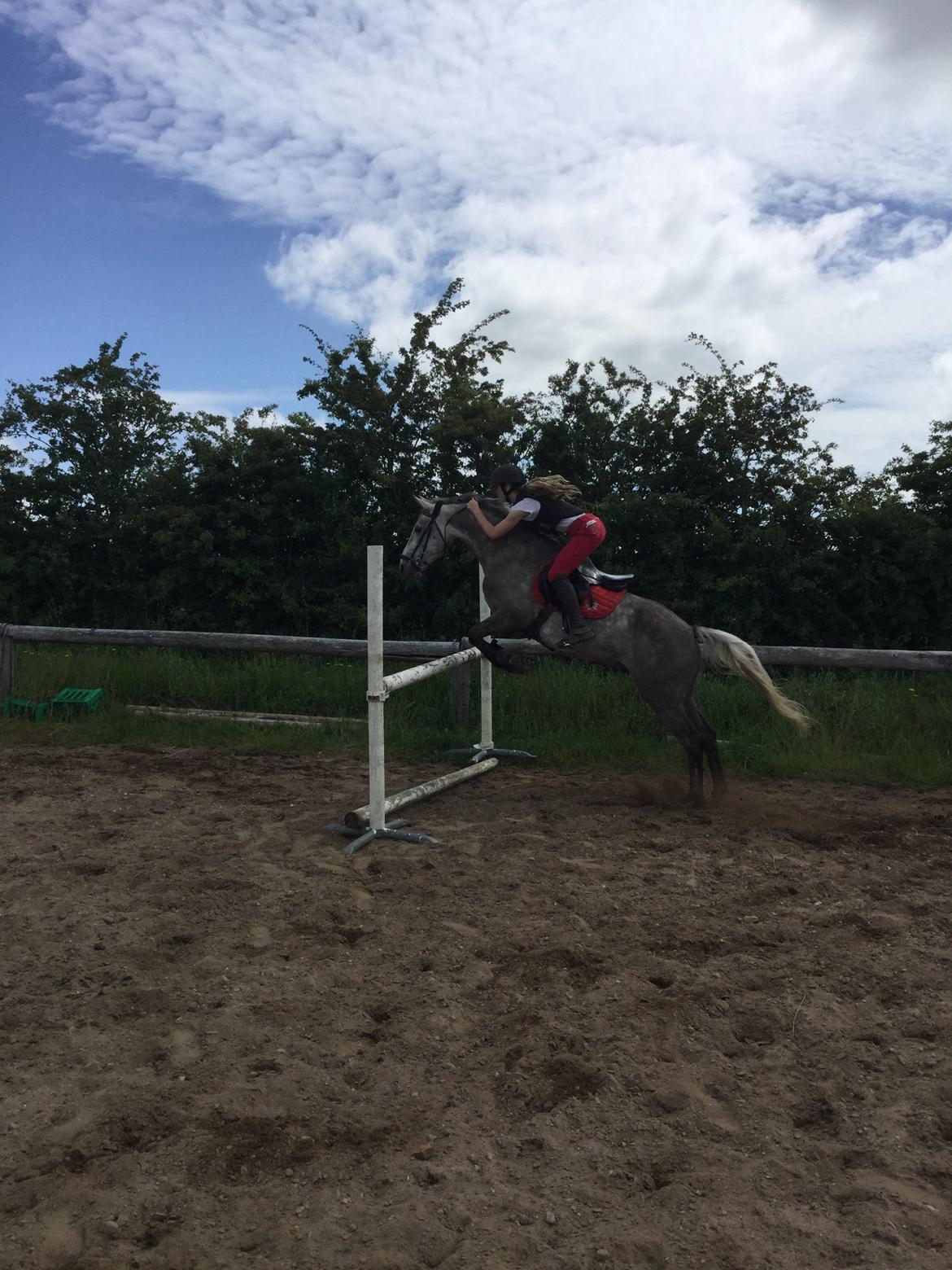 Anden særlig race Alfred (Maccoy) Min nye springpony<3 - Dagen efter vi hentede ham, sprang vi lige 100cm UDEN problemer<3 billede 5