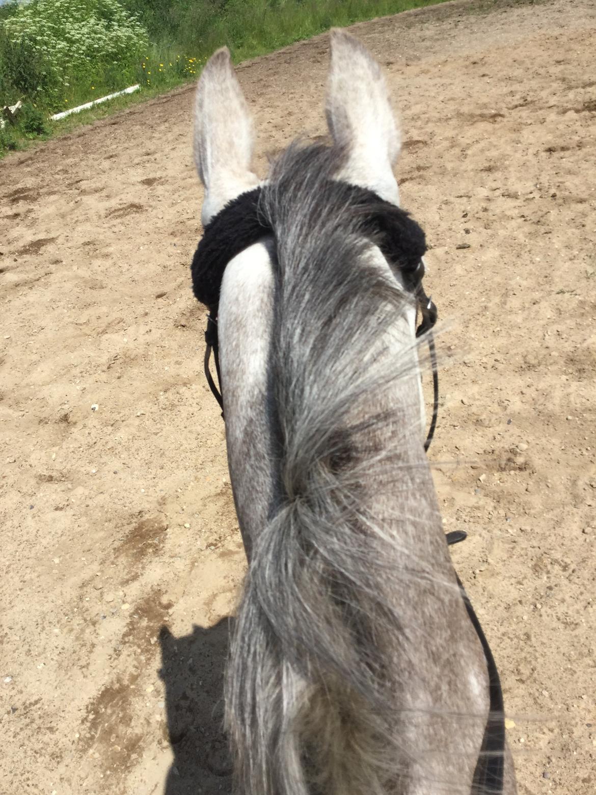 Anden særlig race Alfred (Maccoy) Min nye springpony<3 - D. 20 Juni 2015 Min dejlig Coyse<3 billede 20