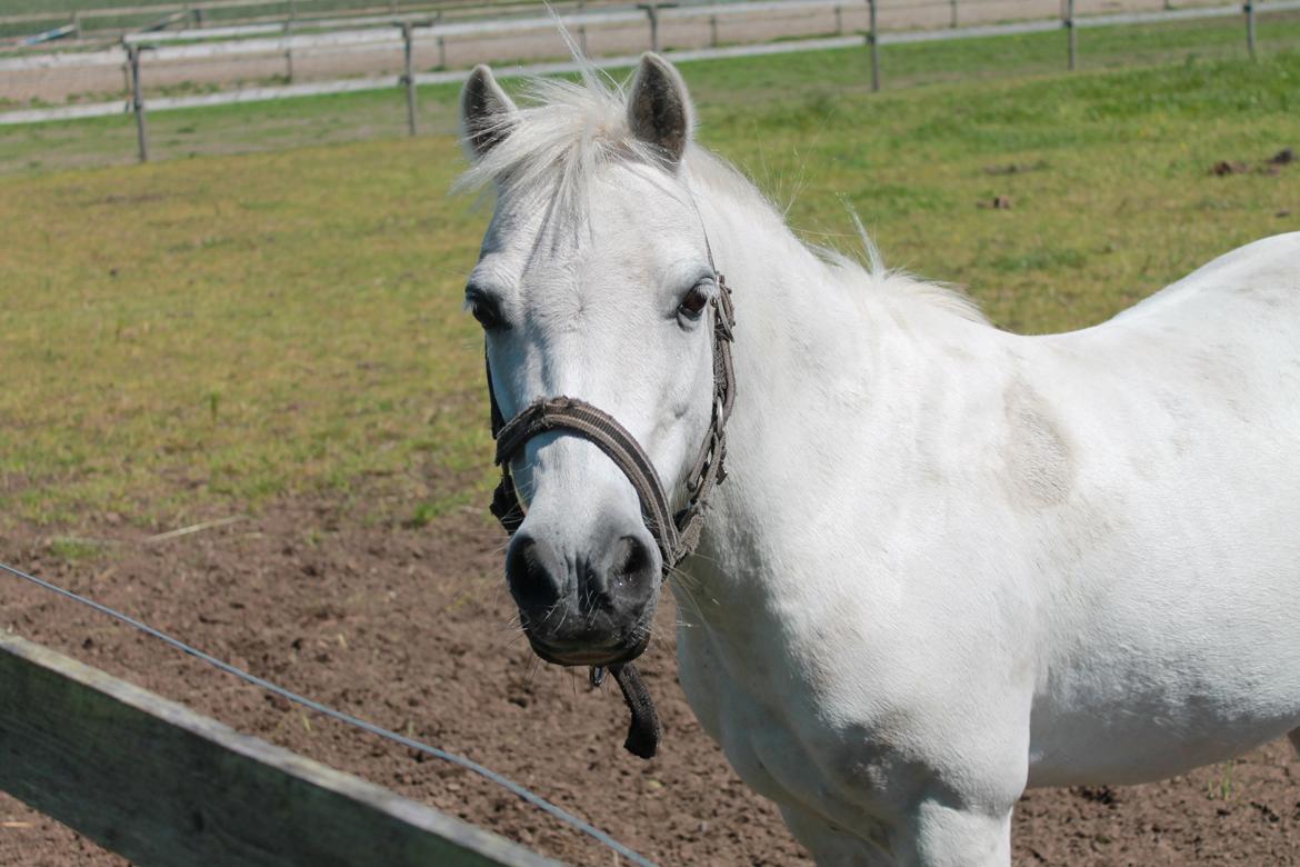 Welsh Mountain (sec A) Rosso Bianco billede 6