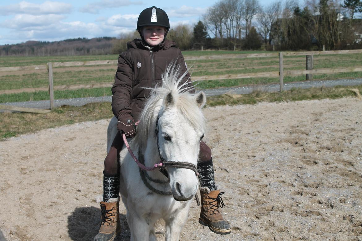 Welsh Mountain (sec A) Rosso Bianco billede 11