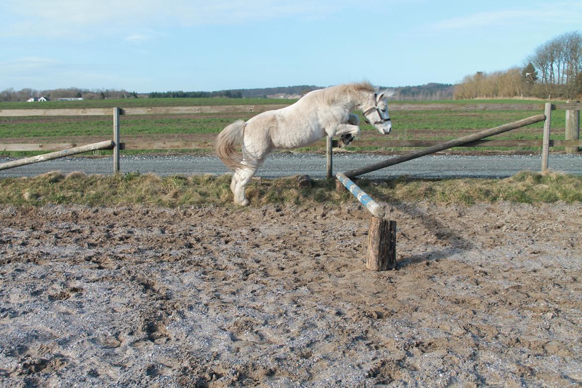 Welsh Mountain (sec A) Rosso Bianco - Rosso der løsspringer billede 13