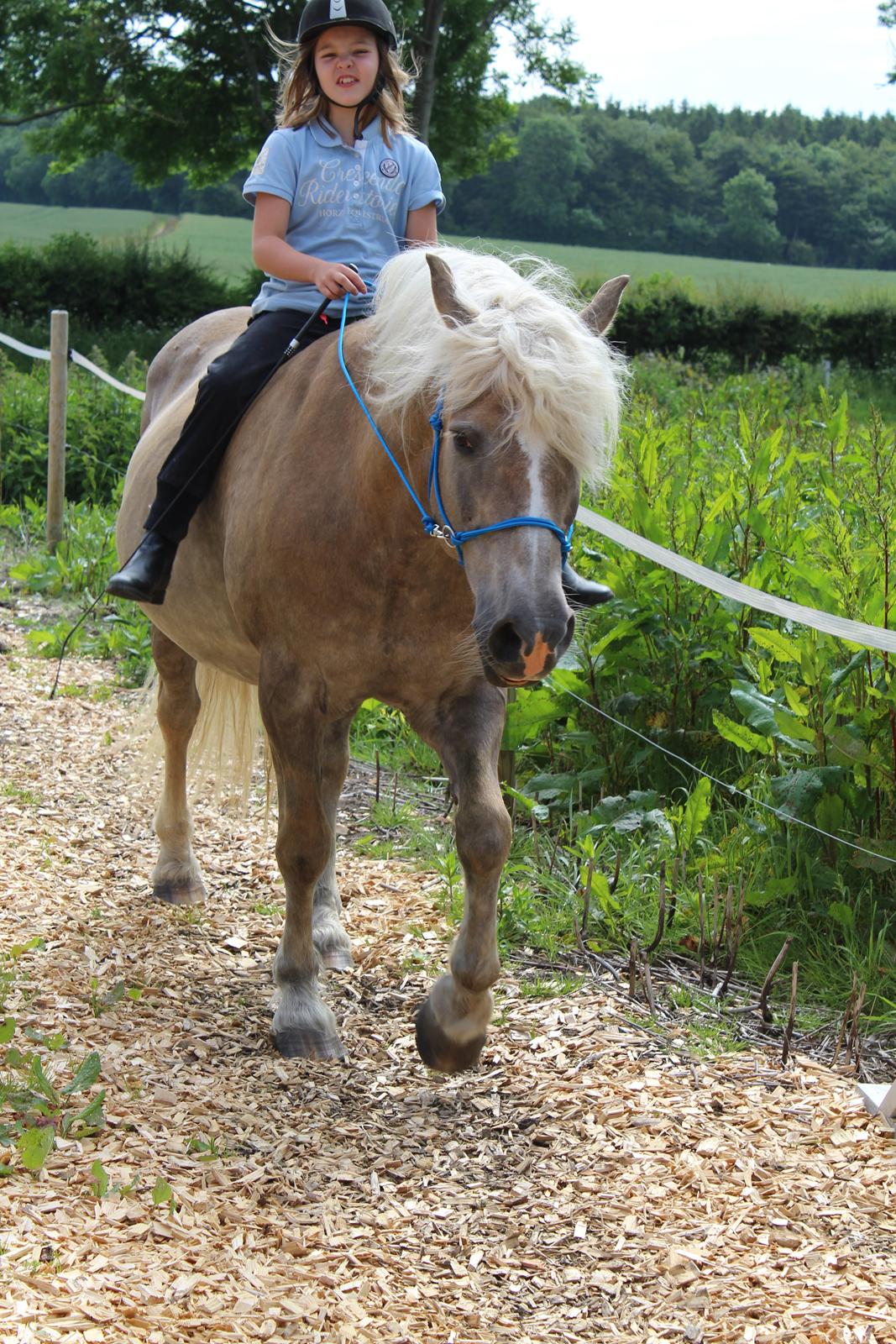 Haflinger Alice billede 14