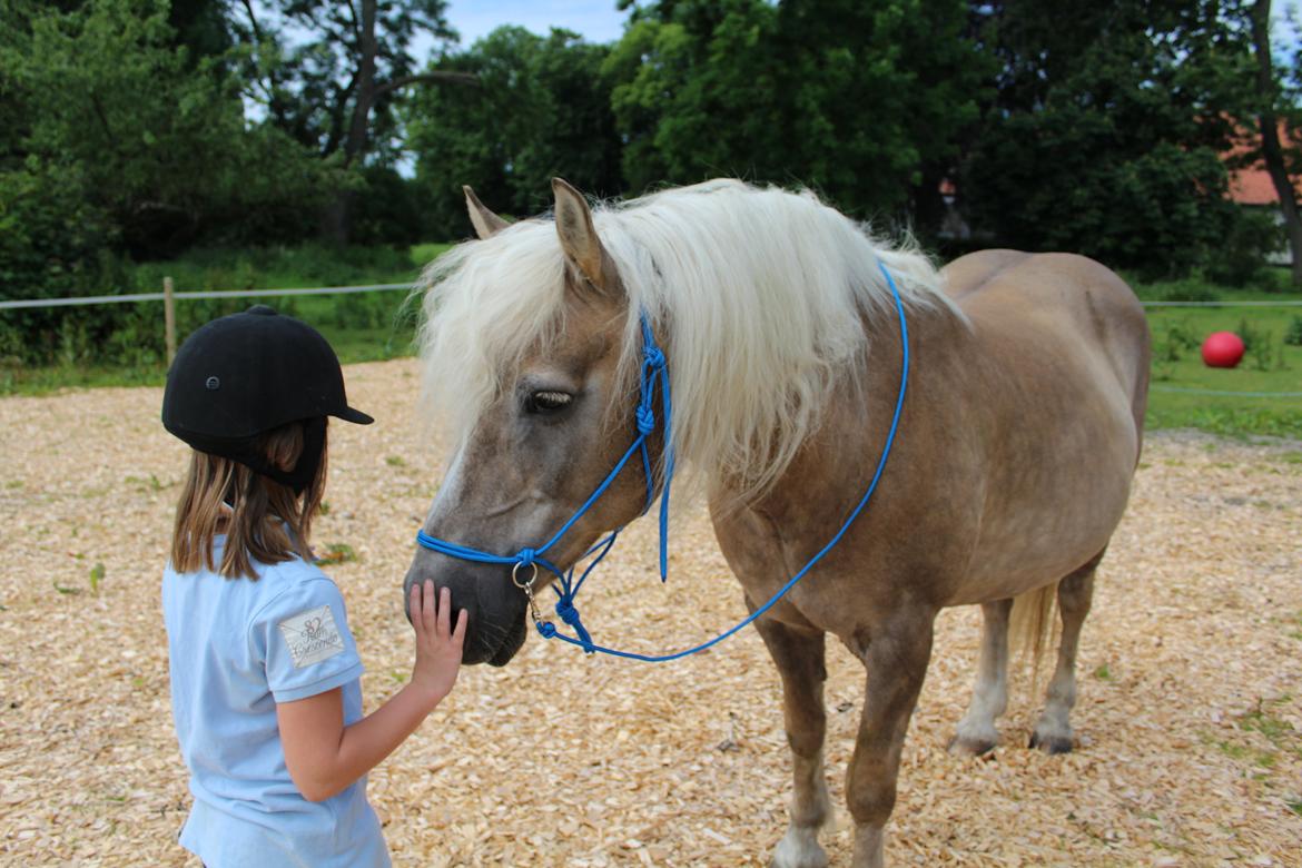 Haflinger Alice billede 18