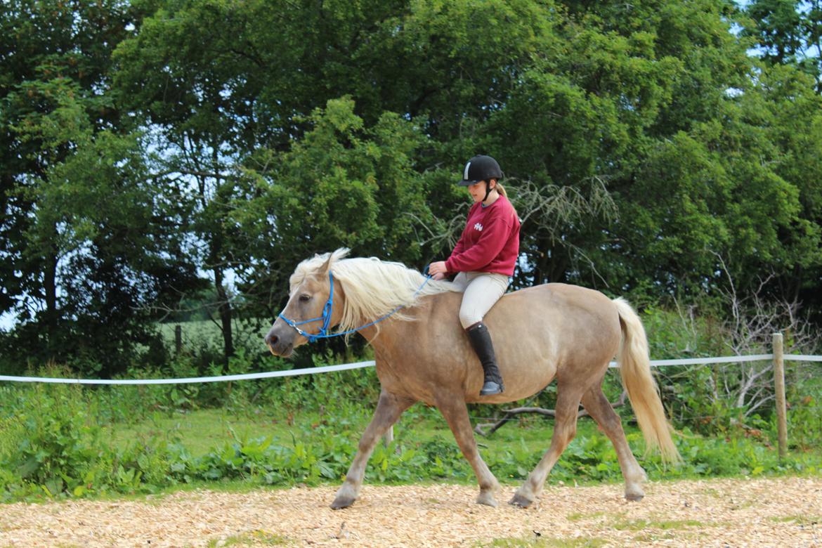 Haflinger Alice billede 16