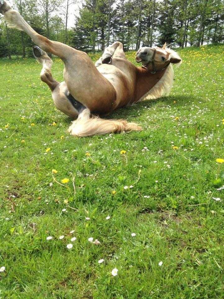 Haflinger Nordan's Wella billede 9