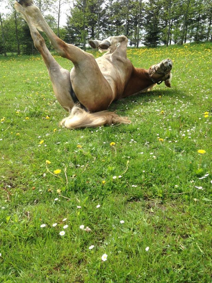 Haflinger Nordan's Wella billede 10