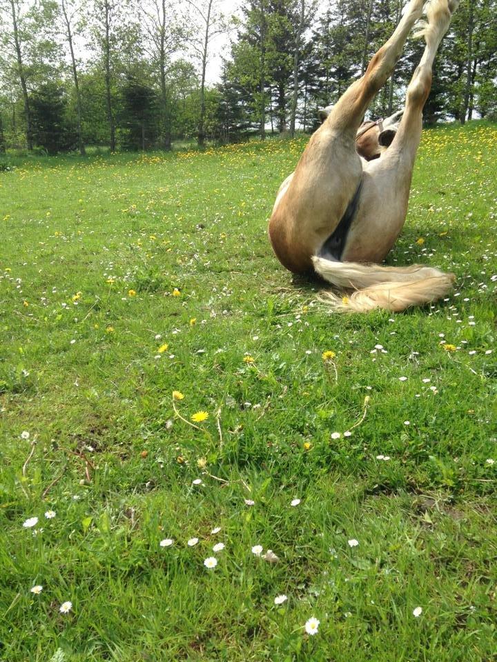 Haflinger Nordan's Wella billede 11