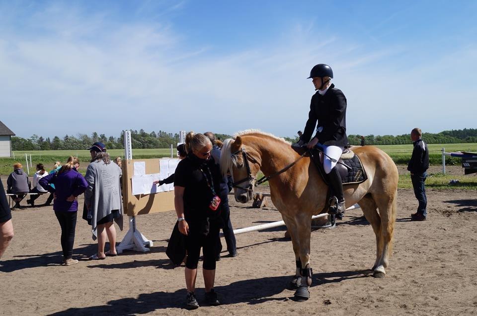 Haflinger Nordan's Wella billede 12