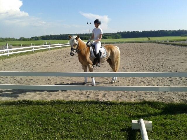 Haflinger Nordan's Wella billede 7