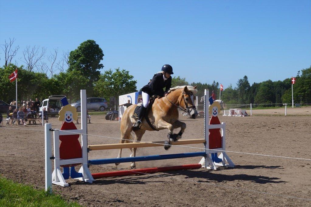 Haflinger Nordan's Wella billede 13