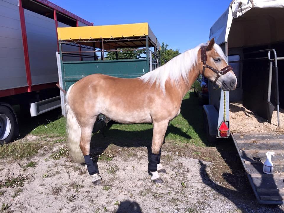 Haflinger Nordan's Wella billede 3