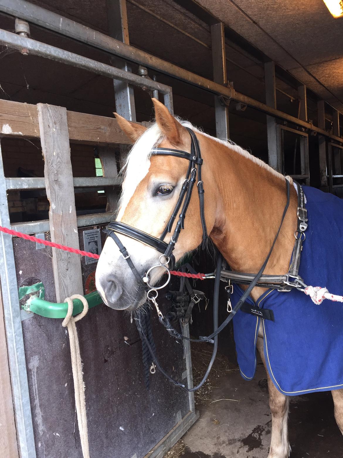 Haflinger Nordan's Wella billede 14