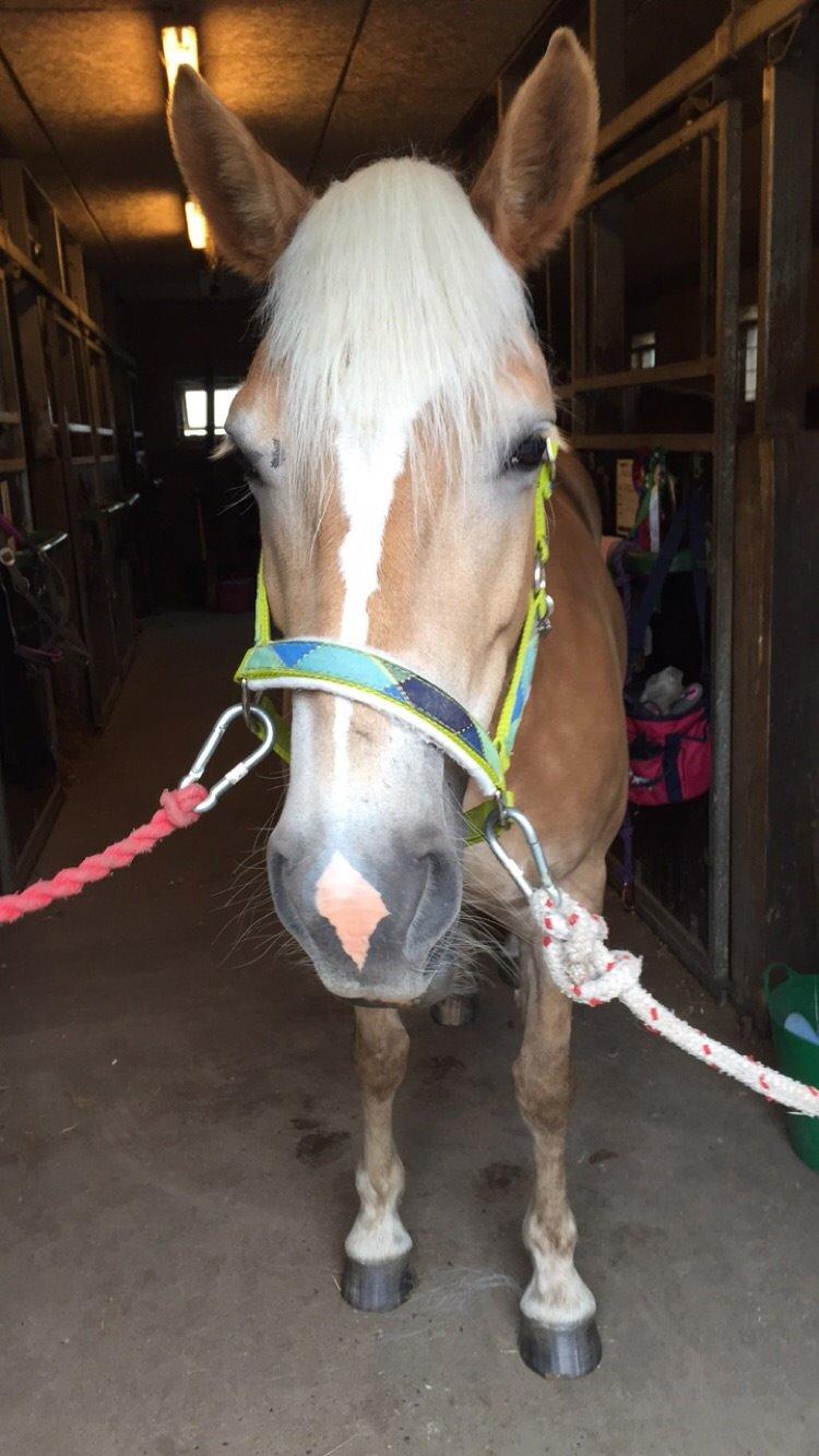 Haflinger Nordan's Wella billede 16