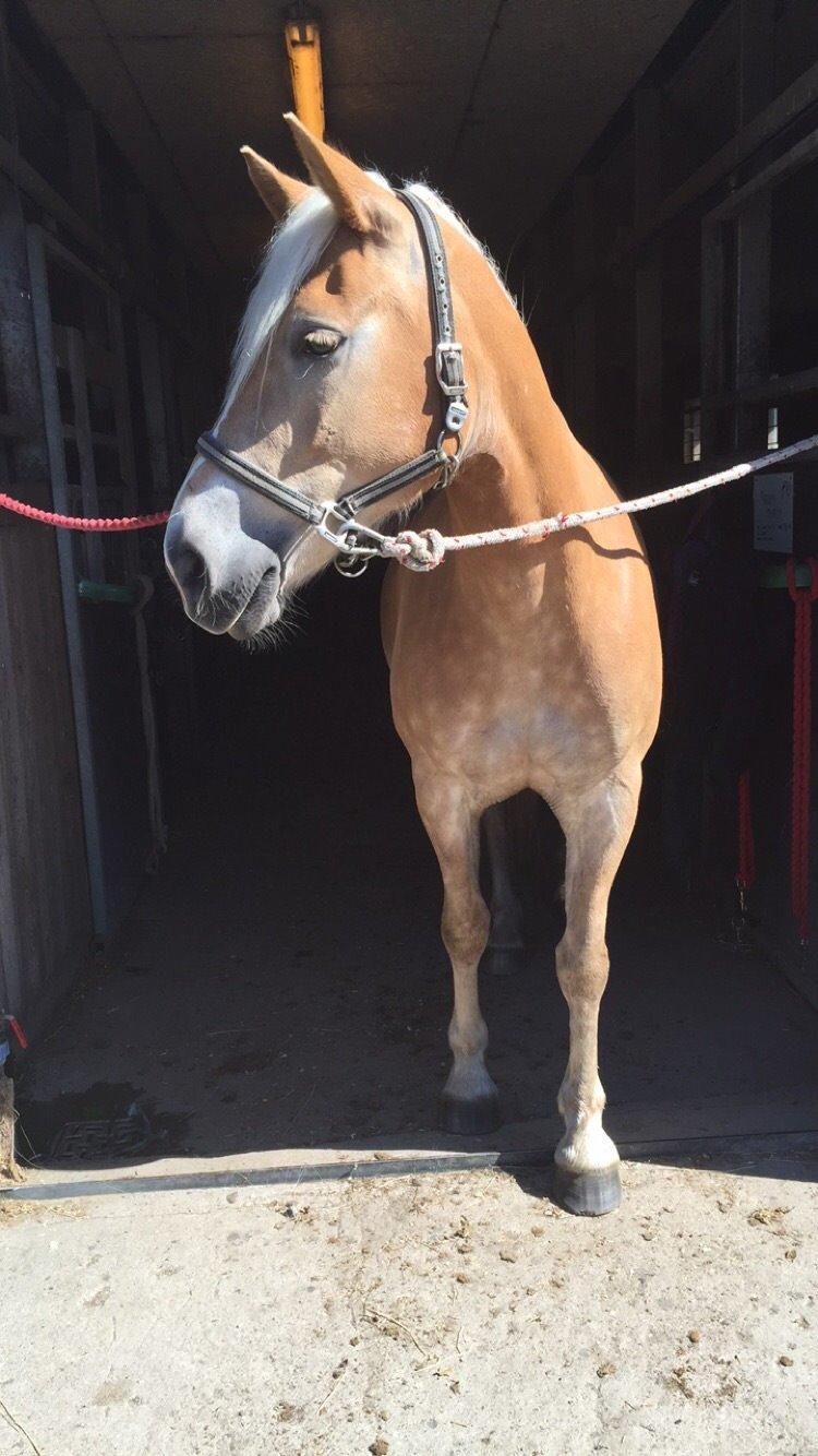 Haflinger Nordan's Wella billede 17