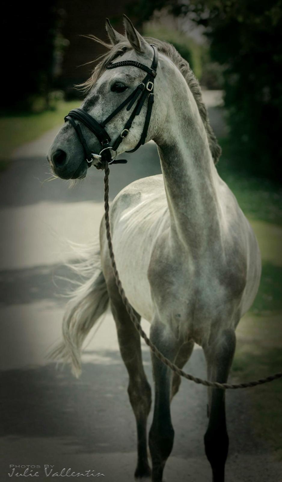 Holstener Calimeró billede 5