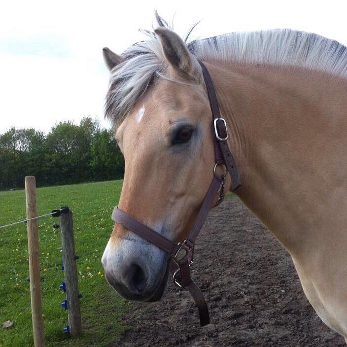 Fjordhest RIP Hirse stanstorp billede 1
