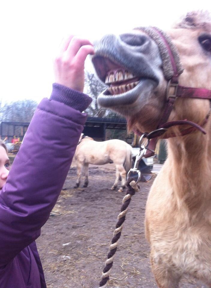 Fjordhest RIP Hirse stanstorp billede 2