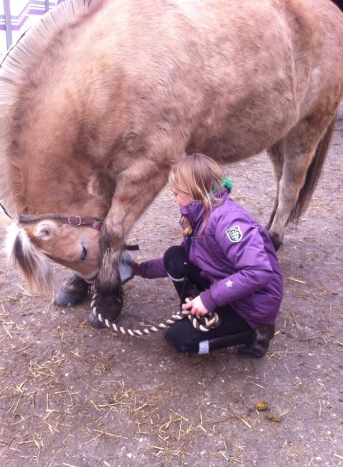 Fjordhest RIP Hirse stanstorp billede 3