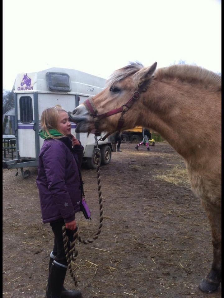 Fjordhest RIP Hirse stanstorp billede 5