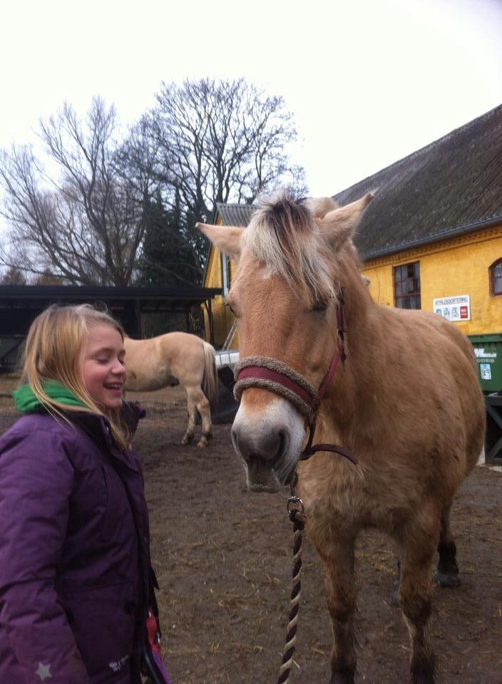 Fjordhest RIP Hirse stanstorp billede 6