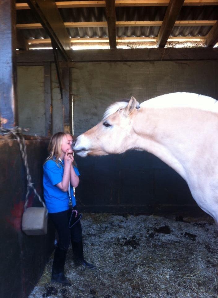 Fjordhest RIP Hirse stanstorp billede 7