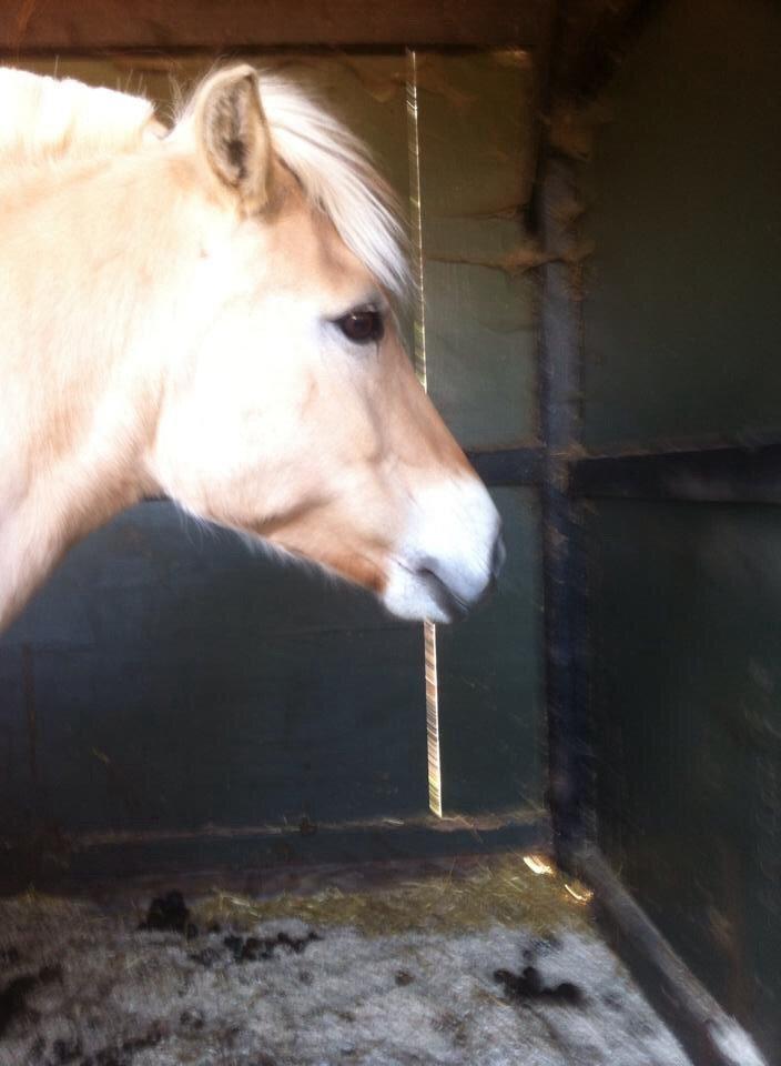 Fjordhest RIP Hirse stanstorp billede 8