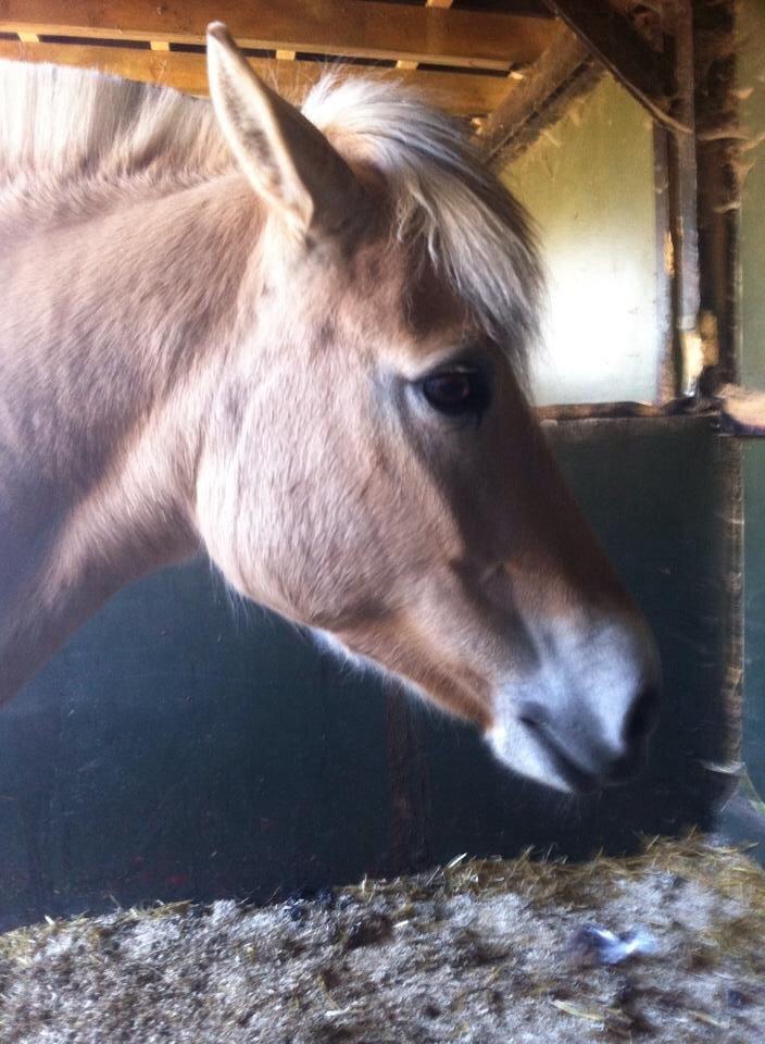 Fjordhest RIP Hirse stanstorp billede 11
