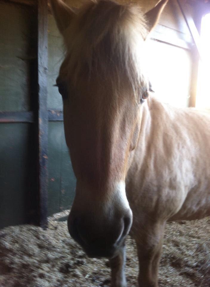 Fjordhest RIP Hirse stanstorp billede 12