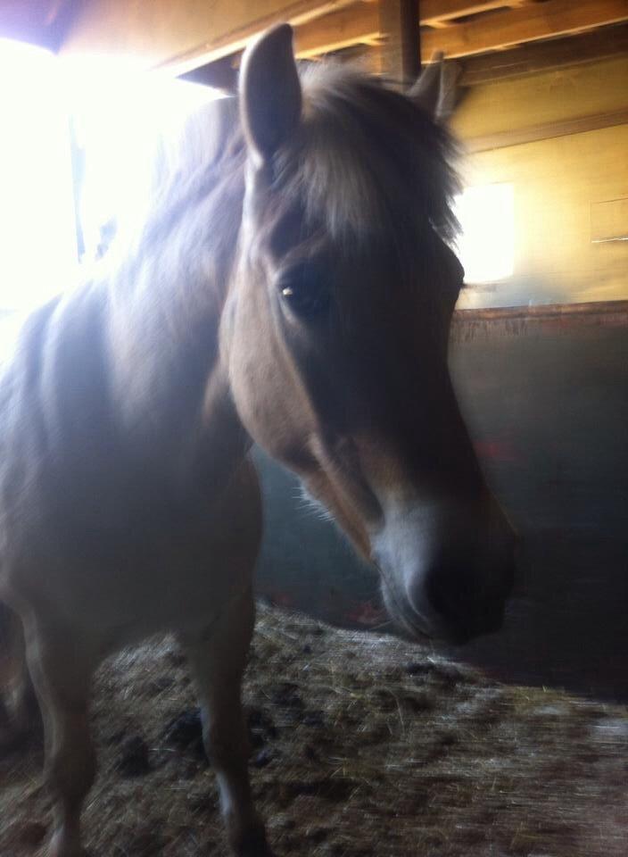 Fjordhest RIP Hirse stanstorp billede 15