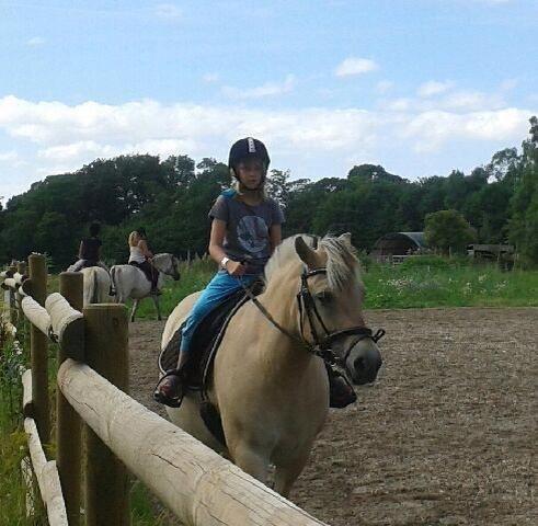 Fjordhest RIP Hirse stanstorp billede 18