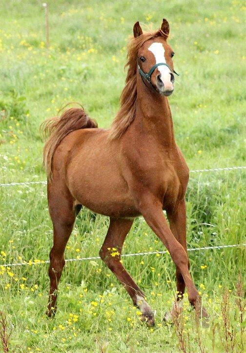Arabisk fuldblod (OX) Marco APN - 2014-2017* billede 13