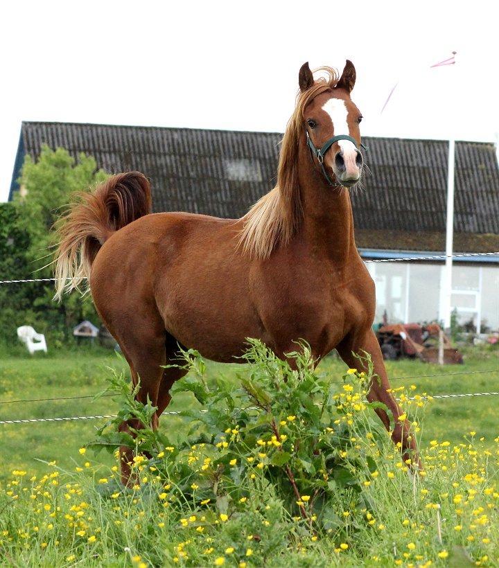 Arabisk fuldblod (OX) Marco APN - 2014-2017* billede 14