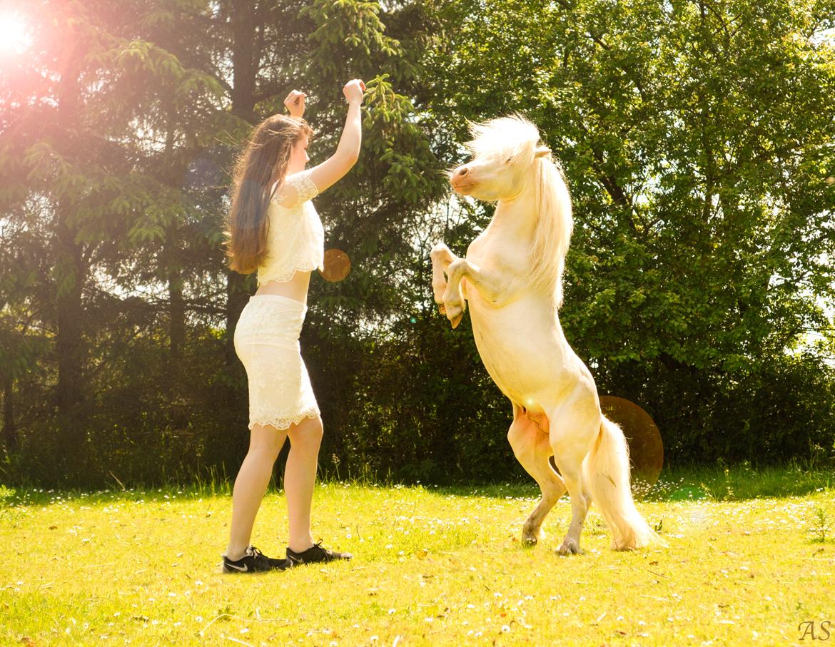 Amerikansk Miniature Marielund's Incredible *AVLSHINGST* billede 1