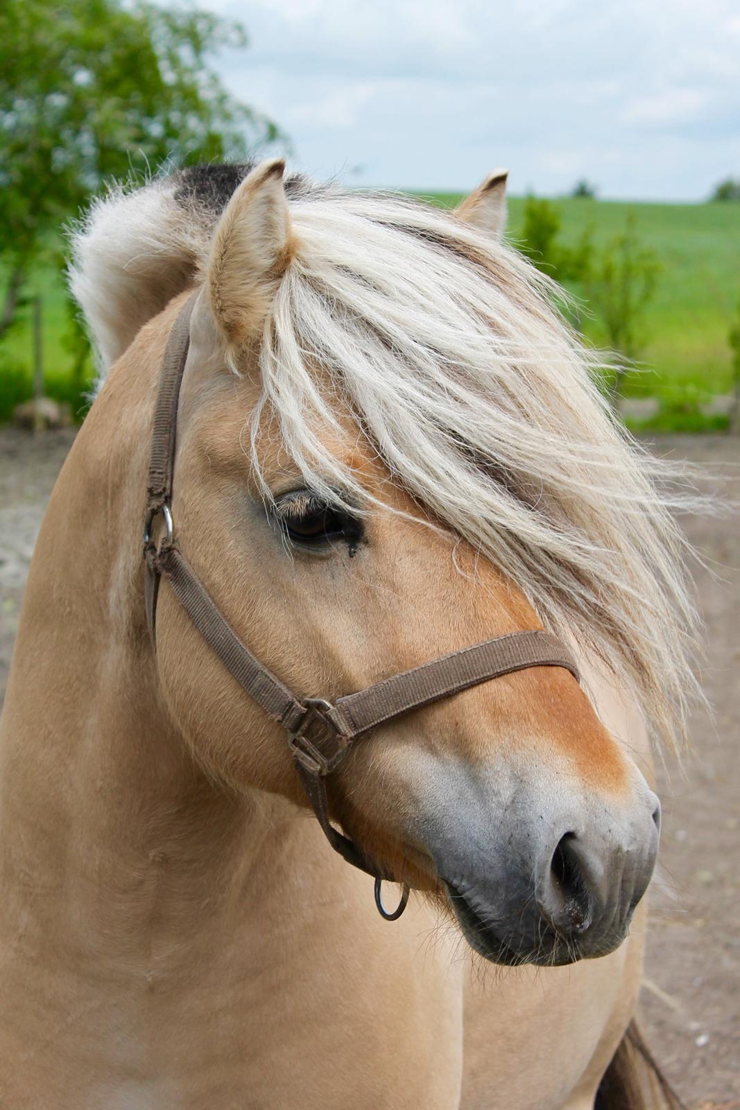 Fjordhest Rolf Bindebjerg*Solgt* billede 14