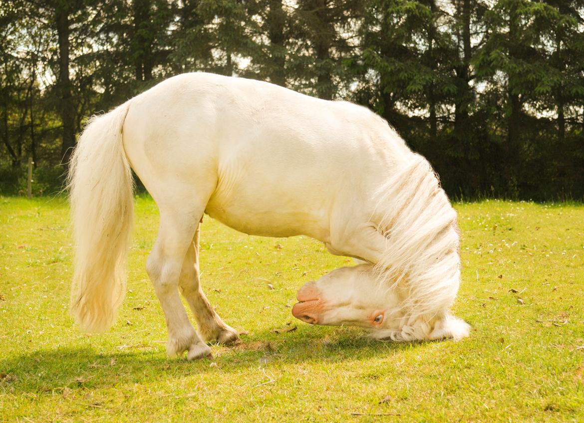 Amerikansk Miniature Marielund's Incredible *AVLSHINGST* billede 3