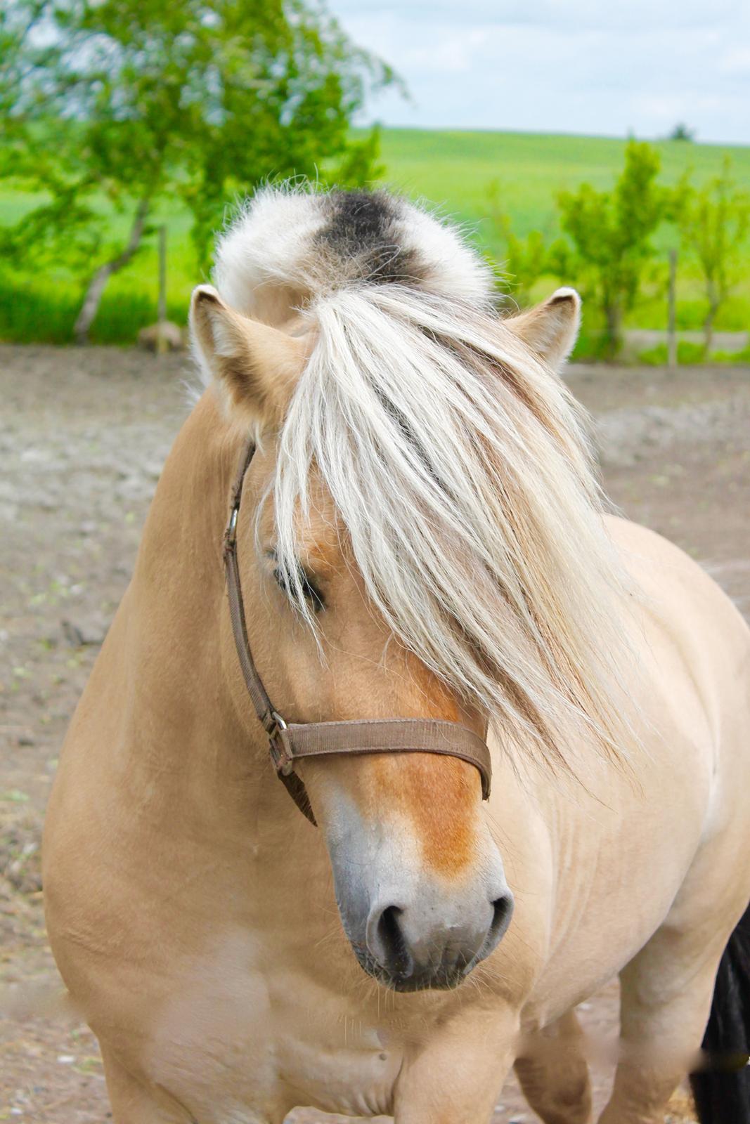 Fjordhest Rolf Bindebjerg*Solgt* billede 6