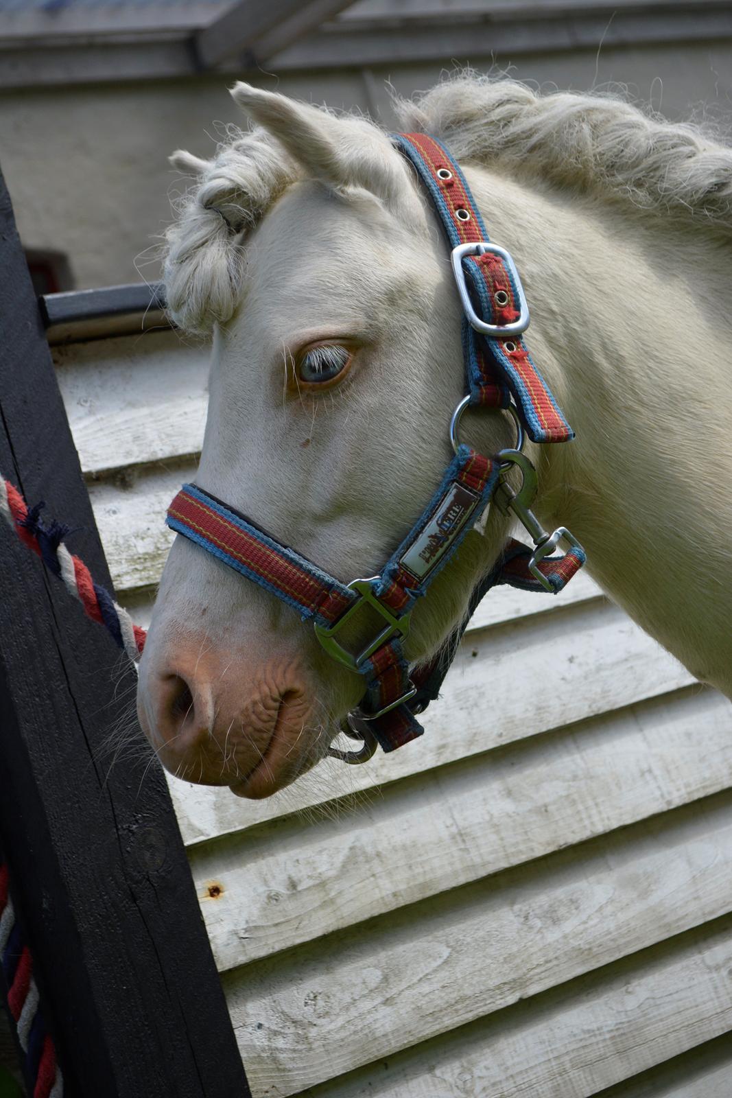 Amerikansk Miniature Marielund's Incredible *AVLSHINGST* billede 35