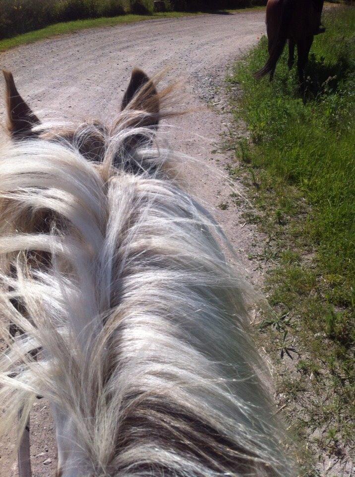 Anden særlig race Ole billede 8