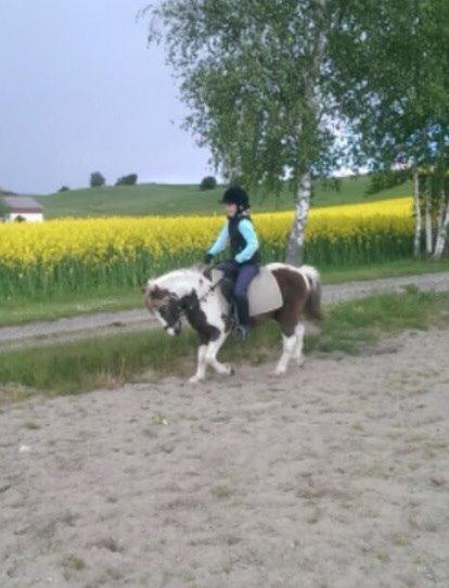 Anden særlig race Ole billede 3