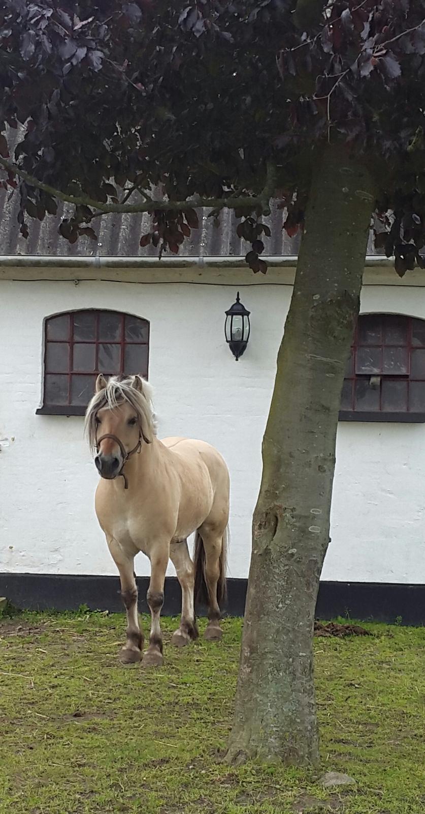 Fjordhest Rolf Bindebjerg*Solgt* billede 4