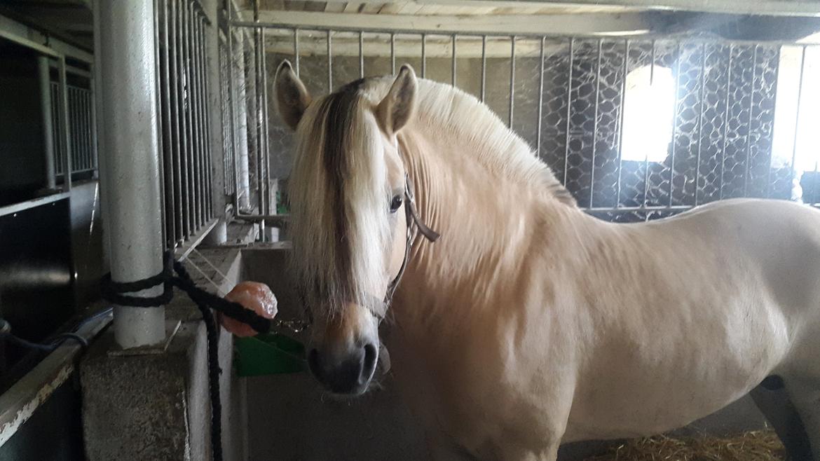 Fjordhest Rolf Bindebjerg*Solgt* billede 8