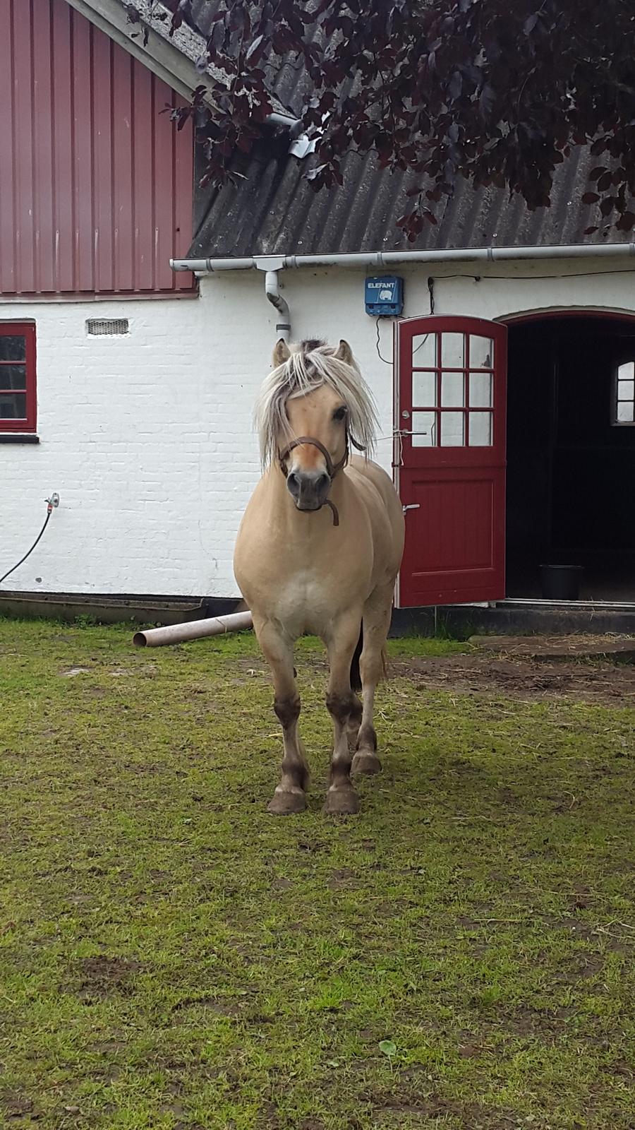 Fjordhest Rolf Bindebjerg*Solgt* billede 11