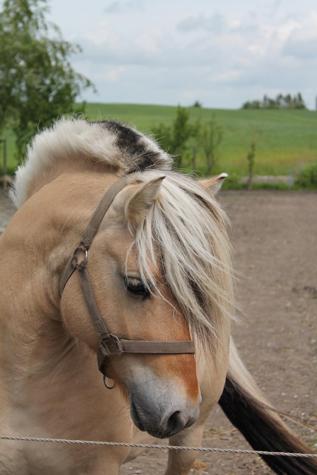 Fjordhest Rolf Bindebjerg*Solgt* billede 10