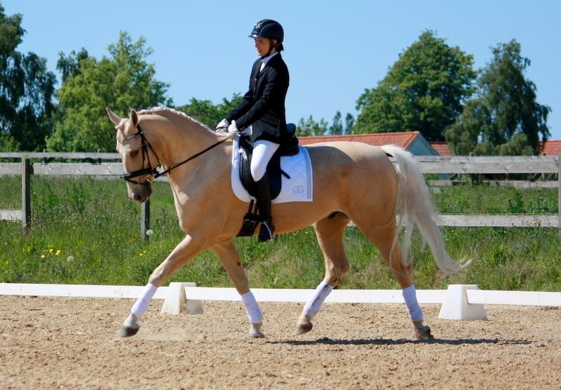 Palomino MiTho's Daywalker billede 1