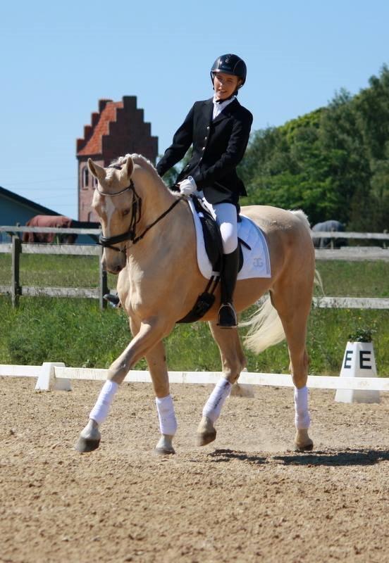 Palomino MiTho's Daywalker billede 3