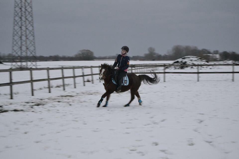 Welsh Mountain (sec A) Stendyssens Suprise Susapi billede 12